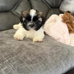 Shih Tzu puppies from Niepoetter Shih Tzus