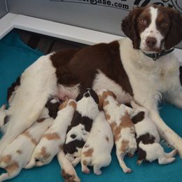 Brittany Puppies from Alar Brittanys