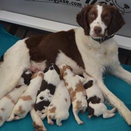 Brittany Puppies from Alar Brittanys