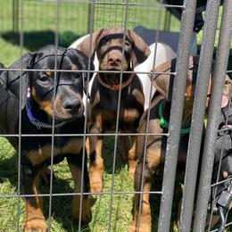 Doberman Pinscher Puppies from Jensen Dobermans