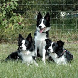 Border Collies from Dr. Debbie Mims' Border Collies