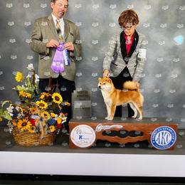 Sofia - Shiba Inu