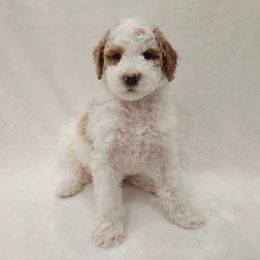 Jasper - Parti male Poodle puppy in Puyallup, Washington from Pure Parti Poodles