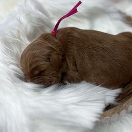 Pink Male - Apricot male Goldendoodle puppy in Great Falls, Montana from Montana Goldendoodles