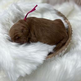 Pink Male - Apricot male Goldendoodle puppy in Great Falls, Montana from Montana Goldendoodles