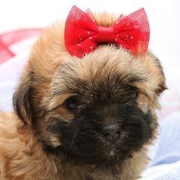 Russian Tsvetnaya Bolonka puppies from Must Be Frenchies & Crown Of Curls Bolonka