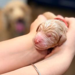 Tessa - Cream female Goldendoodle puppy in Macclenny, Florida from Baker County Goldendoodles