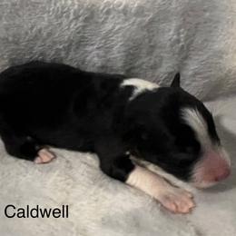 Linus Caldwell - Black male Border Collie puppy in Crawfordsville, Indiana from Rescued Dreams Border Collies