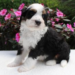 Lance - Tri-color male Bernedoodle puppy in Perrysville, Ohio from Pleasant Valley Bernedoodles