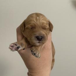 Joker - Red  male Goldendoodle puppy in Clinton, Utah from Golden Law Kennels