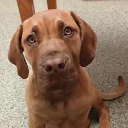 Red girl - Red female Boerboel puppy in Dowagiac, Michigan from Flanders Kennels LLC