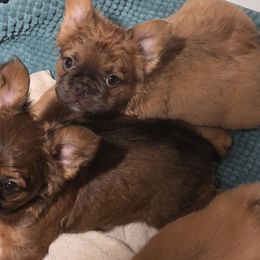 McCrispy - Fawn female French Bulldog puppy in Asheville, North Carolina from MTO KENNELS