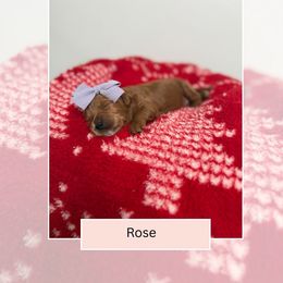 Rose - Red  female Goldendoodle puppy in Las Vegas, Nevada from Bridges Goldendoodles