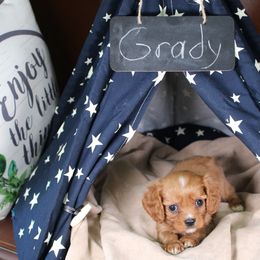 AKC Grady - Ruby male Cavalier King Charles Spaniel puppy in Albany, Indiana from Hatz Off Puppies