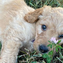 Goldendoodles from Shiloh’s Goldendoodles in Columbia, Missouri