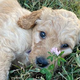Goldendoodles from Shiloh’s Goldendoodles in Columbia, Missouri