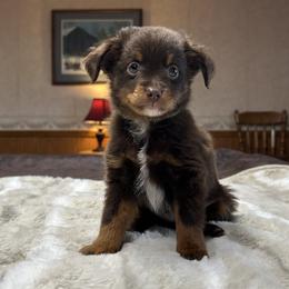 Tony - Red tri male Miniature Australian Shepherd puppy in Osceola Mills, Pennsylvania from Grace River Aussies