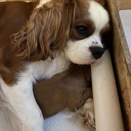 Cavalier King Charles Spaniel Puppies from Patch of Land Acres