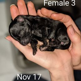 Miniature Schnauzer Puppies from Pawesome Pups