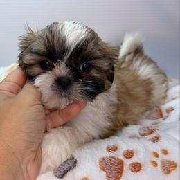 VB - Black gold and white female Shih Tzu puppy in Middleborough, Massachusetts from Shih Tzu Pups