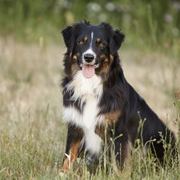 Australian Shepherds from Slipstream Aussies