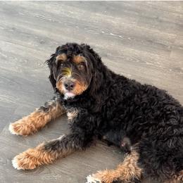 Pepper - Bernedoodle