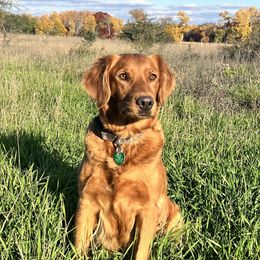 Sophie - Golden Retriever