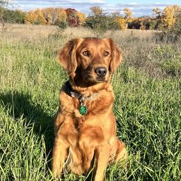 Sophie - Golden Retriever