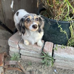 Dachshund puppies from Rockin' M’s LilBitty Dachshunds (LBD)