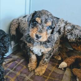 Waylon - Blue merle male Aussiedoodle puppy in Yacolt, Washington from Aussiedoodles by Maggie