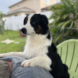 Po - Black tri male Miniature American Shepherd puppy in Bradenton, Florida from Lightning's Legacy