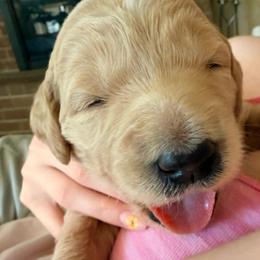 Princess Peach - Cream female Goldendoodle puppy in Puyallup, Washington from Dawnie’s Doodles
