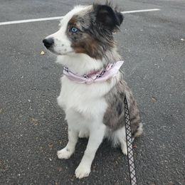 Aussiedoodles, Miniature Australian Shepherds, and Toy Australian Shepherds from Valley Toy Aussies