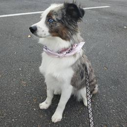Aussiedoodles, Miniature Australian Shepherds, and Toy Australian Shepherds from Valley Toy Aussies