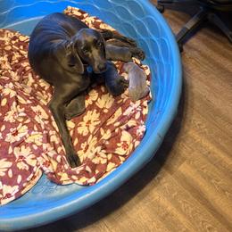 Blue Girl 1 - Blue female Weimaraner puppy in Conway, Arkansas from Nesdahl's Grey Ghosts