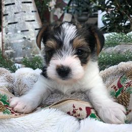 Yorkshire Terrier Puppies from MCM Acres