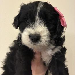 Sugar - Black and white female Aussiedoodle puppy in Elk, Washington from James Ruby Farms