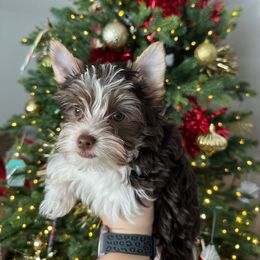 Echo - Parti female Yorkshire Terrier puppy in Clarksburg, Indiana from Hidden Gems Parti Yorkies