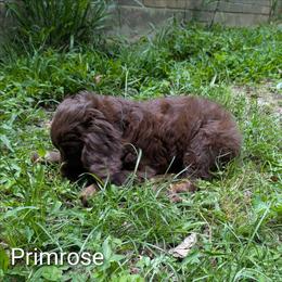 Primrose - Brown female Cockapoo puppy in Sunset, Louisiana from Cano Cockapoos