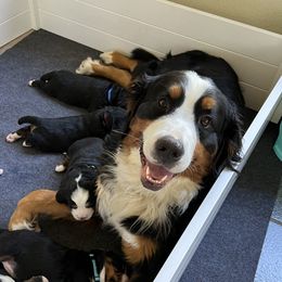 Roxy - Bernese Mountain Dog