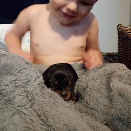 No collar Black girl three - Black and rust female Doberman Pinscher puppy in Antioch, Tennessee from Aiba Doberman's