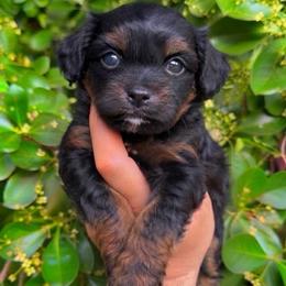 Woody - Black and tan male Cavapoo puppy in Salt Lake City, Utah from SunnySide Mini Doodles