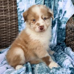 Riggs - Red merle male Australian Shepherd puppy in Oxford, Florida from SoCo Aussies