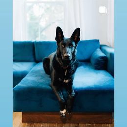 German Shepherd Puppies from Royalty German Shepherds