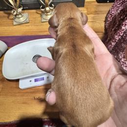 Mason - Red male Dachshund puppy in Cabool, Missouri from Dachshund's of Country Magic Farms in Missouri