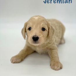 Jeremiah - Goldendoodle puppy in Lancaster, Minnesota from North Star Dog Training