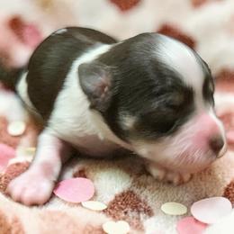 Poppy - Parti female Miniature Schnauzer puppy in Kentucky from Mrs Bs Teeny Schnauzers & Doodles