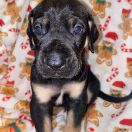 Rudolph - Black male Great Dane puppy in Spartanburg, South Carolina from Pawlmetto Danes