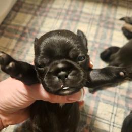 Black male green collar - Black male Pug puppy in Canterbury, Connecticut from Pug Palace Kennel