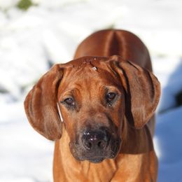 Rhodesian Ridgeback Puppies from Supernova Ridgebacks